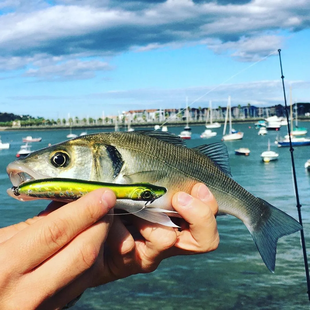 TSUYOKI WTD señuelo de pesca 85mm 6g Popper señuelo Topwater Patchinco 85 cabeza de serpiente Wobbler pesca lubina, saltador de atún caballa - imagen 5