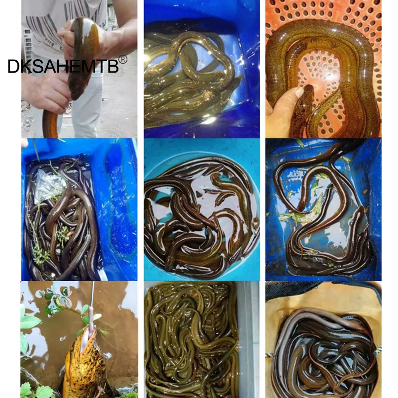 Gancho de Anguila amarillo de 2 piezas, gancho de Anguila largo ajustable y giratorio de 360 °, boca curva, boca recta, juego de accesorios de varilla de alambre de plomo - imagen 4