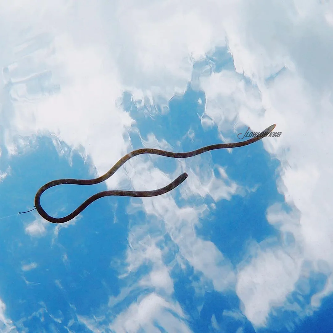 JACKALL-Conjunto de pesca Neko sin plomo, cebo subsuave de carretera, gusano de fideos súper largo, "M" -16 pulgadas, Japón - imagen 3