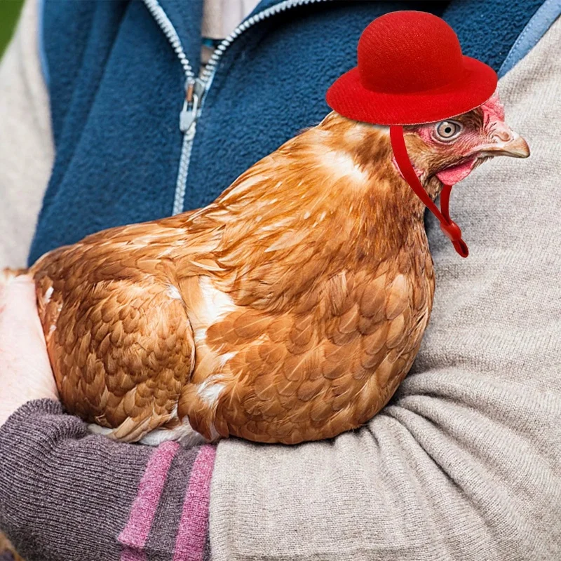 Sombrero de pollo para gallinas, mascotas pequeñas, accesorios divertidos para pollo, sombrero de copa para gallina, gallo, pato, loro, hámster, aves de corral, disfraz de espectáculo elegante - imagen 4