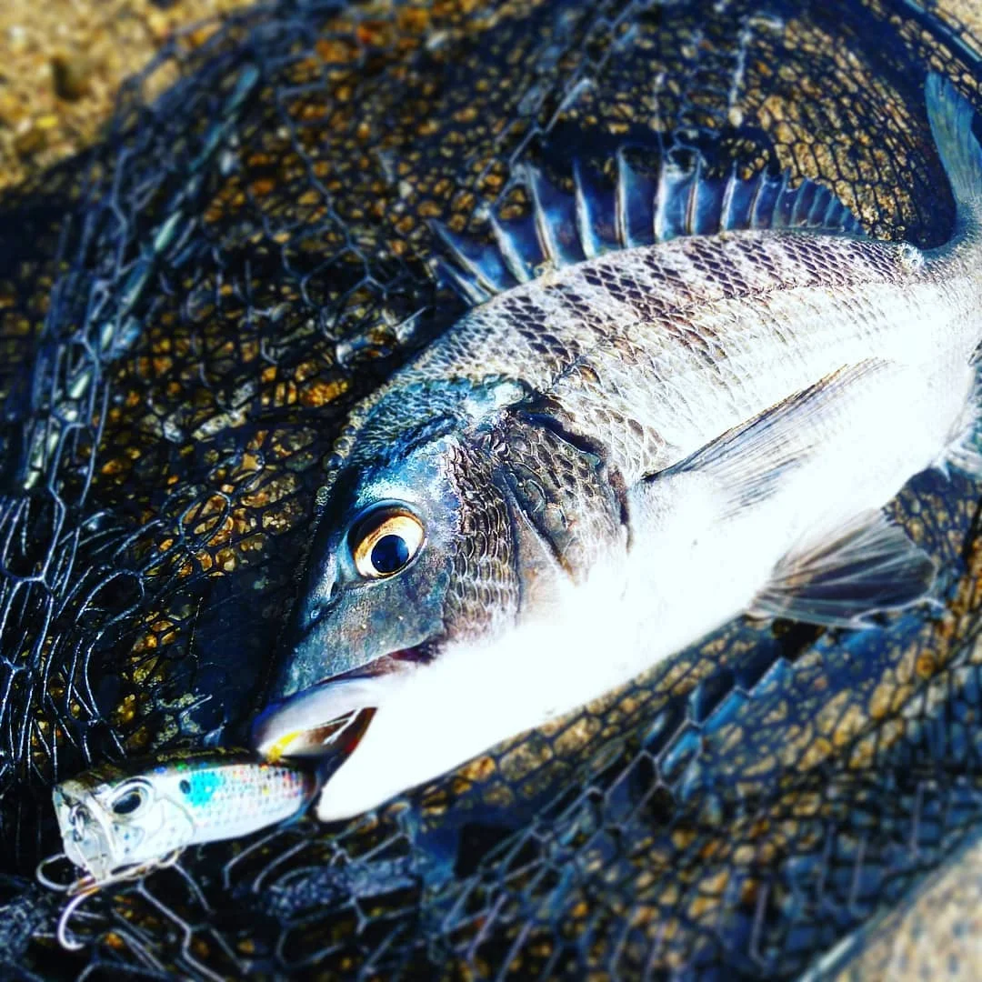 Señuelos de pesca Popper realistas, 64mm, 9g, Topwater, lubina, trucha, Lucio, señuelos de superficie, Wobblers artificiales Duo, señuelo realista Popper duo - imagen 3