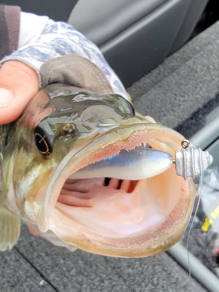 Sonar dinámico en tiempo Real para peces pequeños, grupo de pesca, cola de horquilla, cebo suave, FF min-o americano - imagen 4