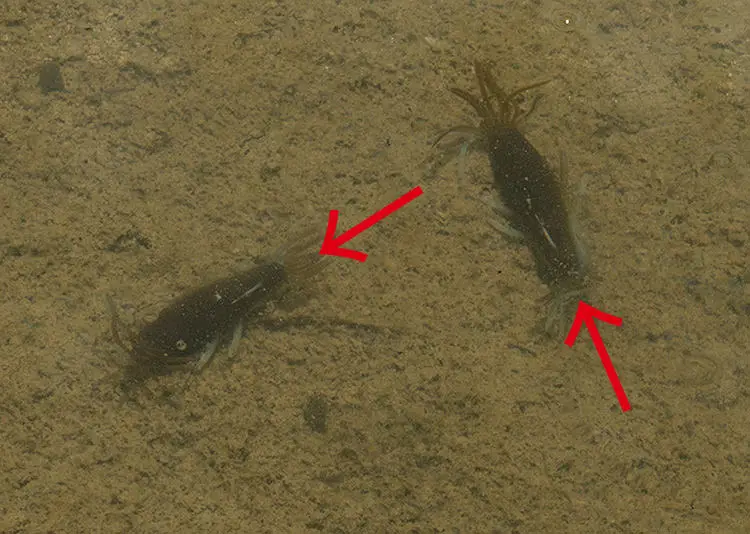 Japón Imakatsu FULA Gamba palo de patatas de 3 pulgadas Bug Perch trucha arcoíris - imagen 3
