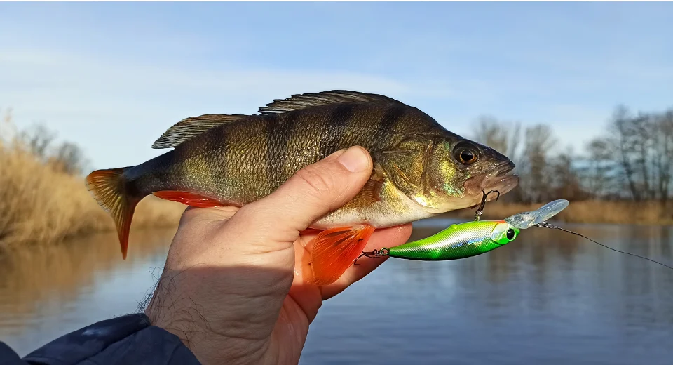 ¡Experimenta la emoción de la pesca con esta captura vibrante!