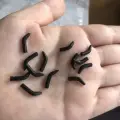BLACK L