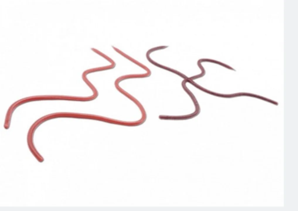 REINS RFBW115 116 117 cebo señuelo de simulación, cebo blando importado de Japón punto suave de forma especial - imagen 4