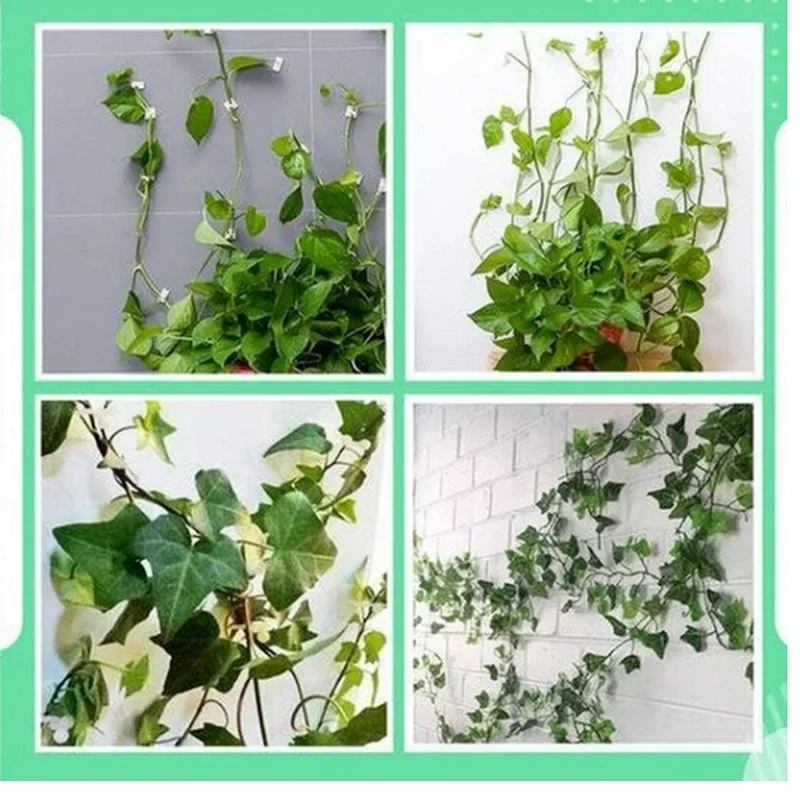 Soportes autoadhesivos para plantas trepadoras – Ganchos invisibles - imagen 5