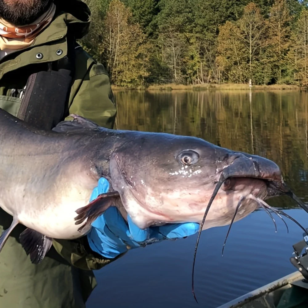 Anzuelos circulares Ackibbik para agua salada, 180 Uds., anzuelos de pesca para bagre, anzuelos de pesca compensados de pulpo con 5 uds., Clips eléctricos, anzuelos para bagre - imagen 5