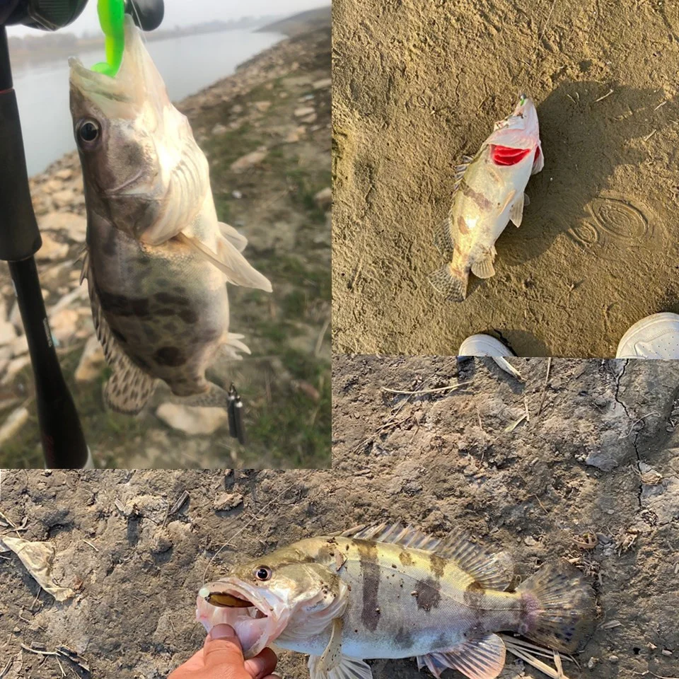 3,5 cm/0,35g 5cm/1g Ajing señuelo de Pesca en roca suave cola en T Swimbait Wobblers Drop Shot Mini Shad océano lubina Pesca en roca - imagen 5