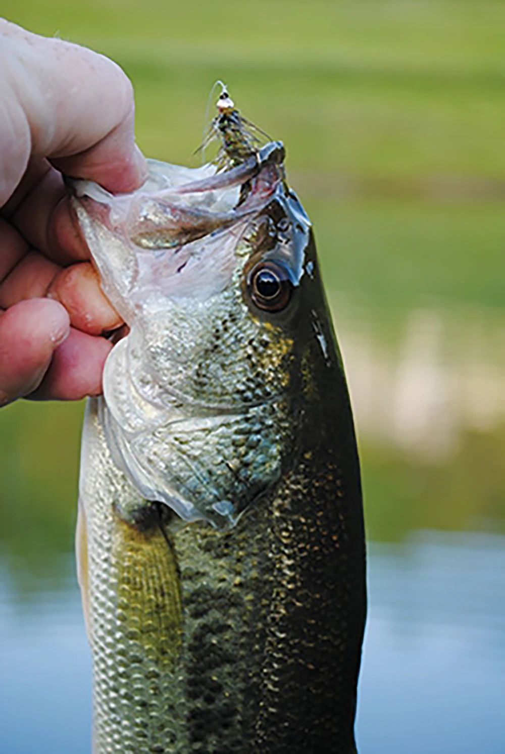 Cerio Woolly Bugger oliva – Bead head con flash para trucha - imagen 3