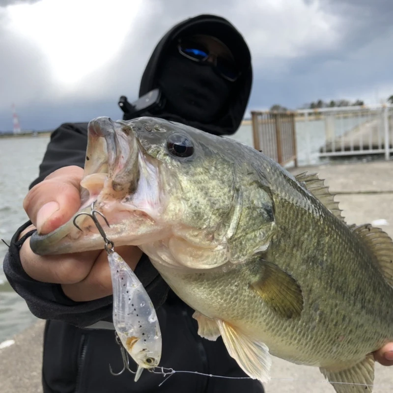 Japón IMAKATSU nuevo cebo poco profundo Luya SHAD GEKIASA SHAD cebo de perca de largo alcance 7g - imagen 4