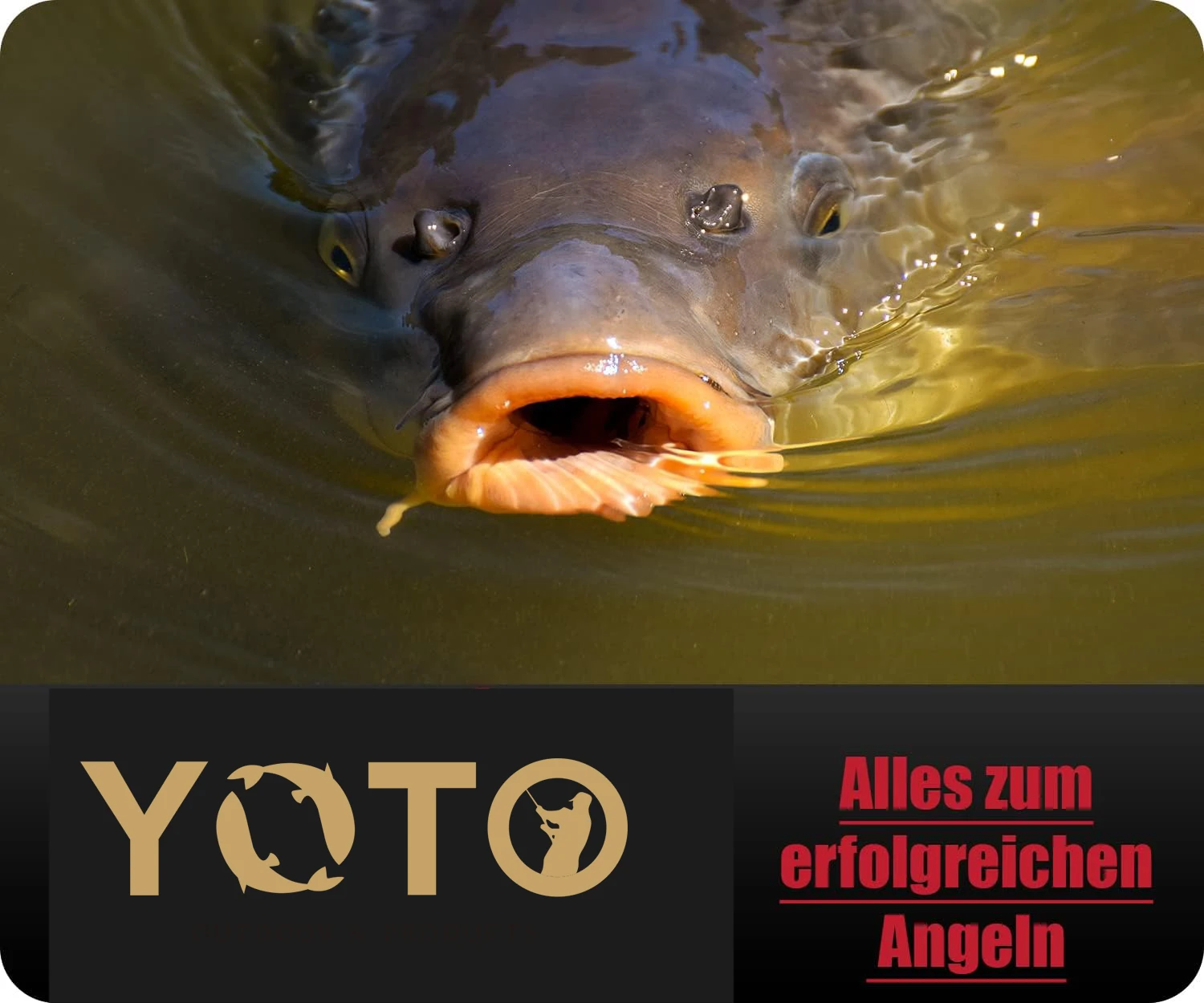 YOTO Piel de Carpa – Señuelo natural para siluro - imagen 2