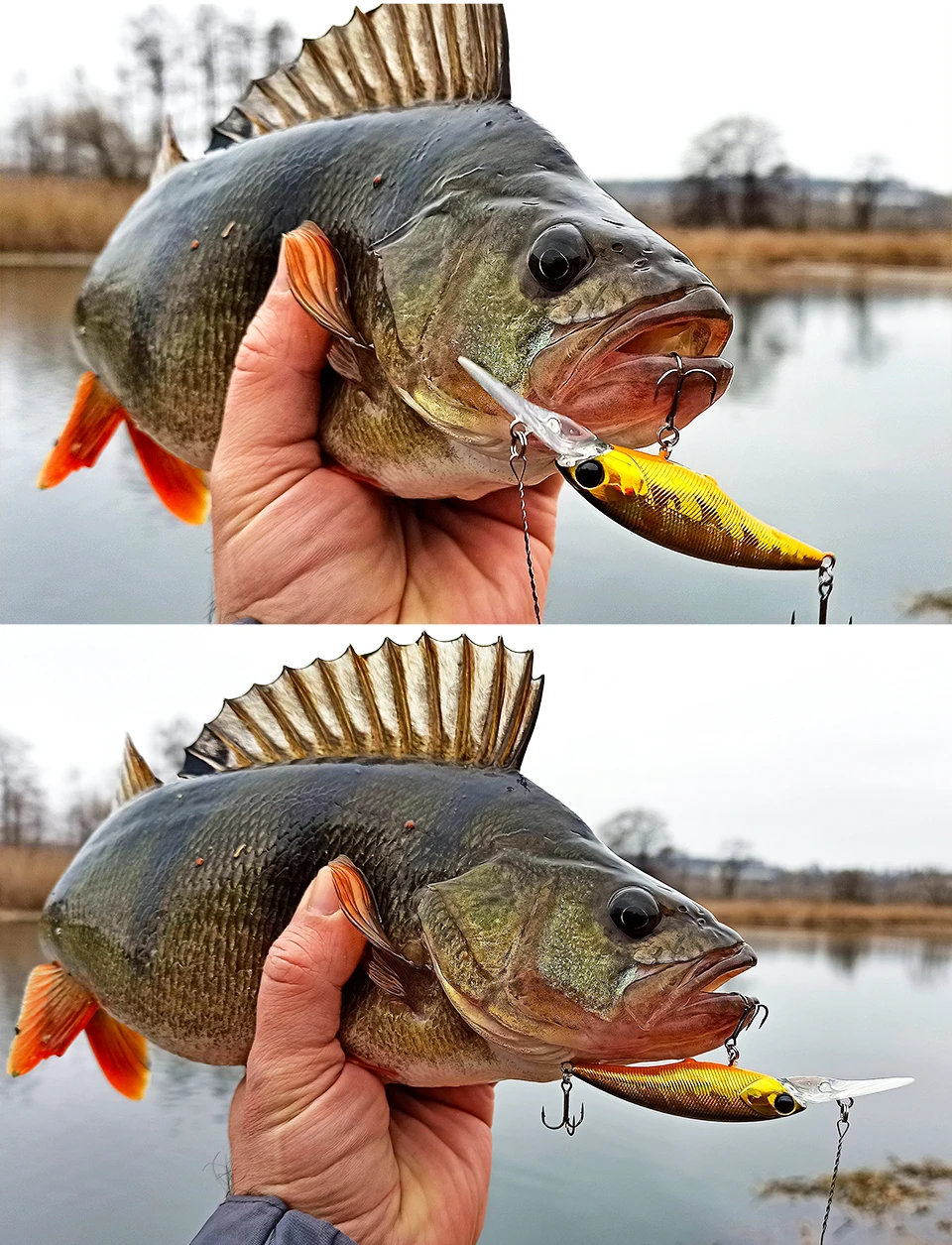¡Experimenta la emoción de la pesca con esta captura vibrante!