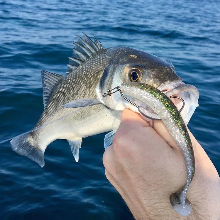 WEIHAI FSTK señuelos blandos de pesca de carpa, material japonés Eazi Shiner SwimBaits, 7cm, 5cm, silicona Artificial, doble Color - imagen 2