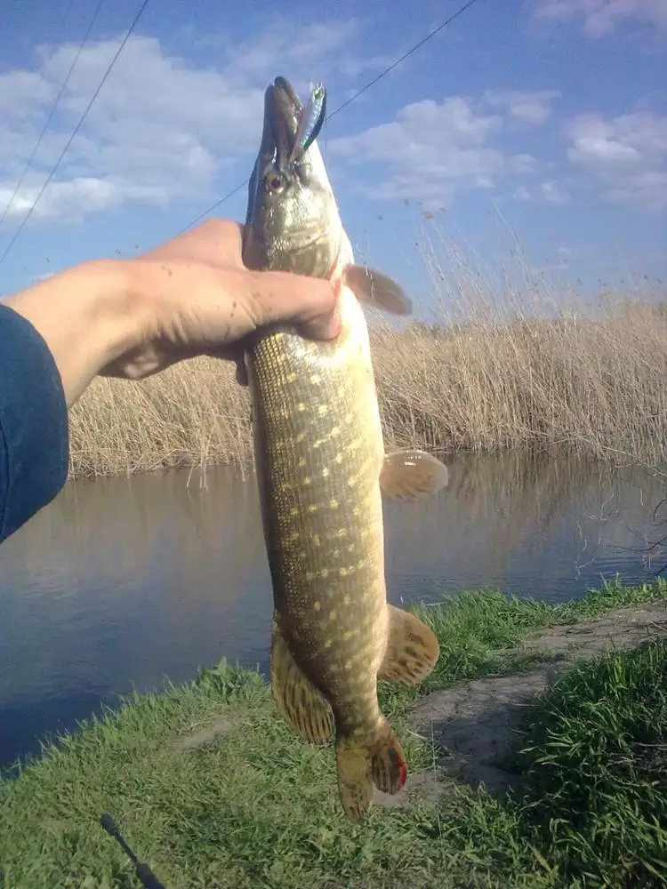 Una persona sosteniendo un pez en la mano