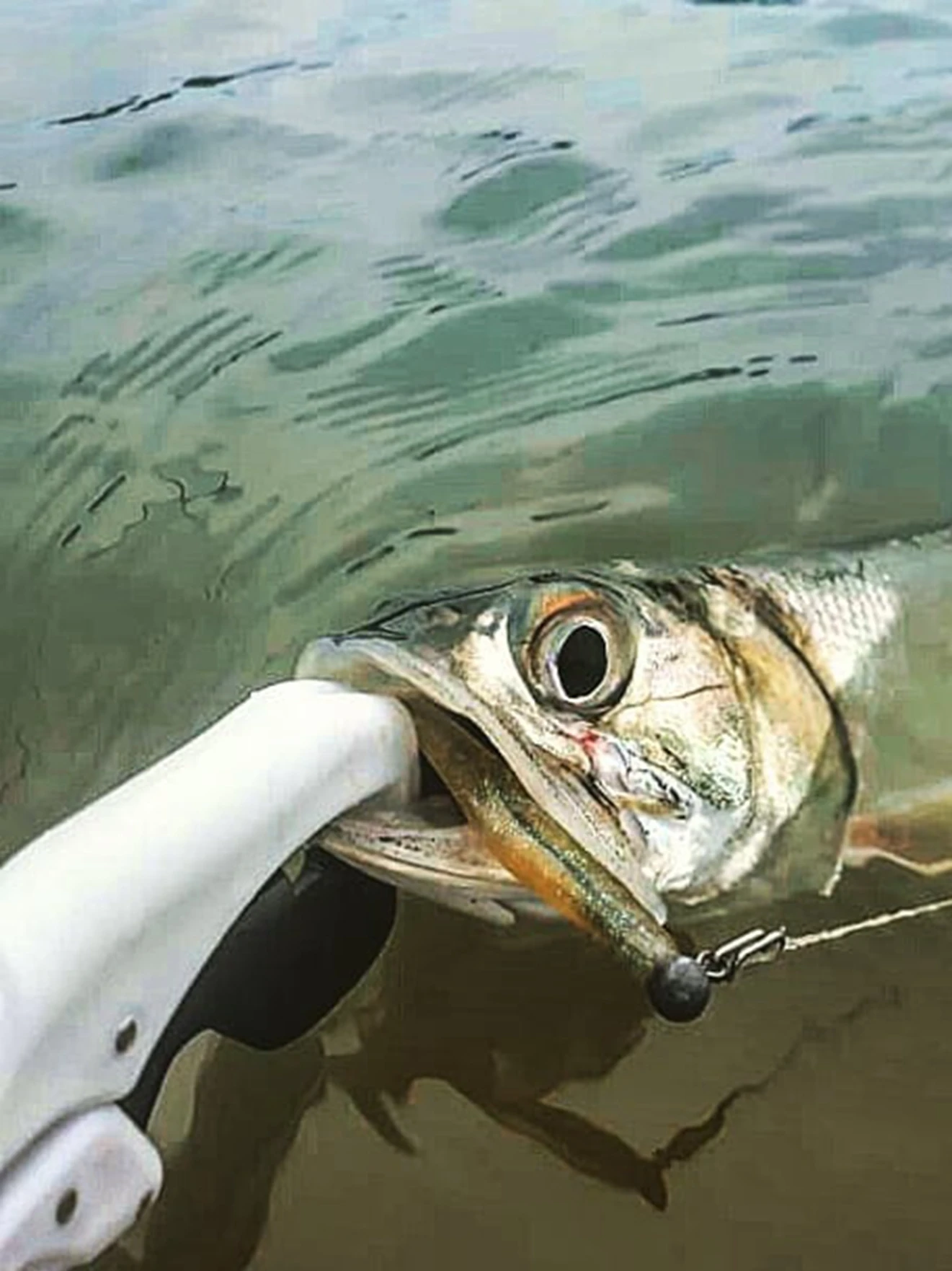 RCD serie RFFG controlador de pescado flotante, abrazadera de elevación de pescado, Sub herramienta, equipo de pesca - imagen 2