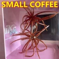 SMALL COFFEE 2PCS