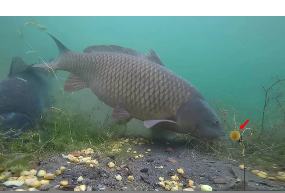 Descubra la belleza serena de la vida submarina con esta cautivadora imagen