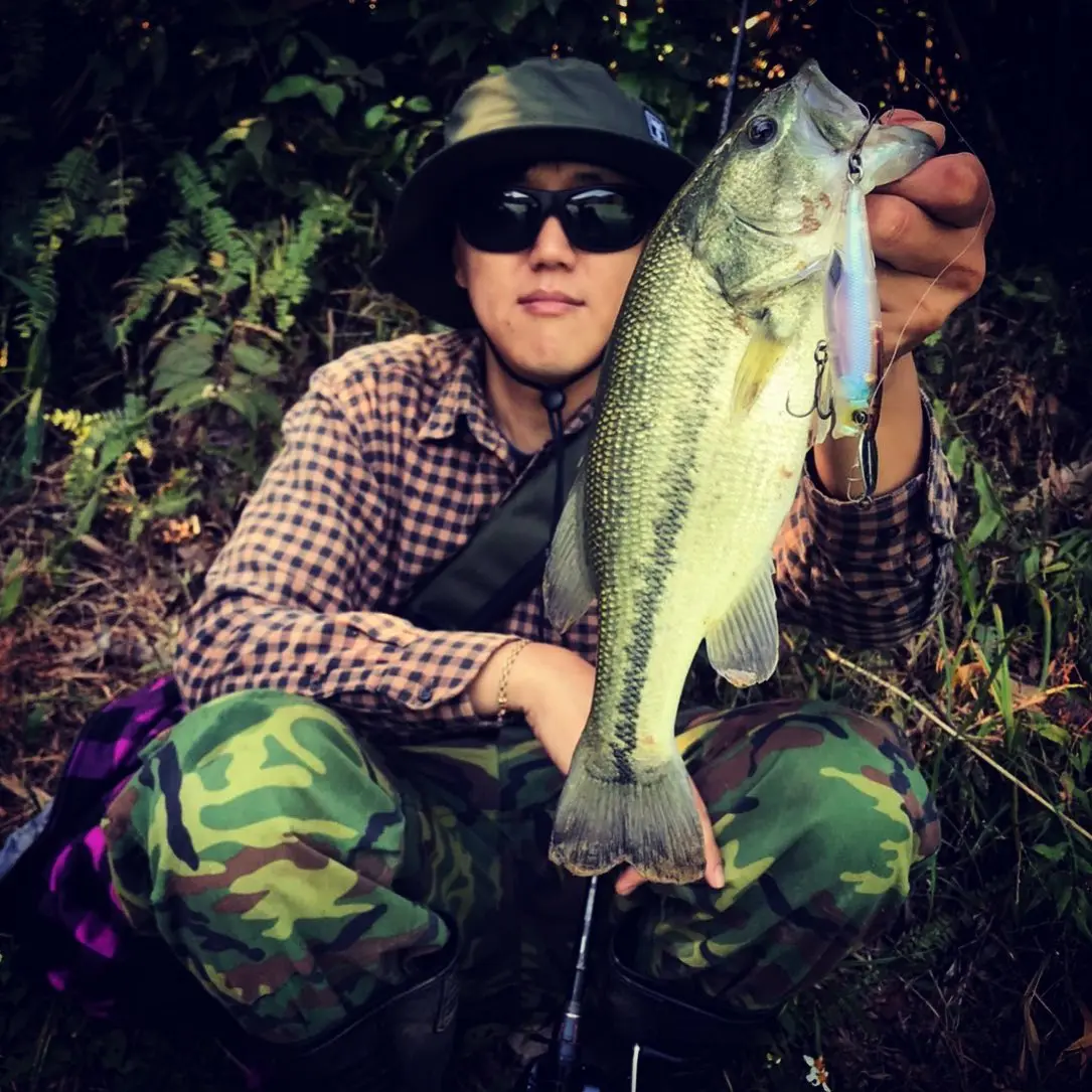 TSUYOKI Riser Bait 009p, señuelo de pesca Popper, señuelos falsos, señuelo de pesca 2024, señuelo de pesca WTD, illex Riserbait 009P - imagen 5