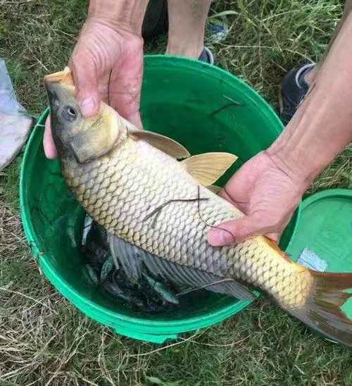 ¡Experimenta la emoción de la pesca con este pez recién atrapado!