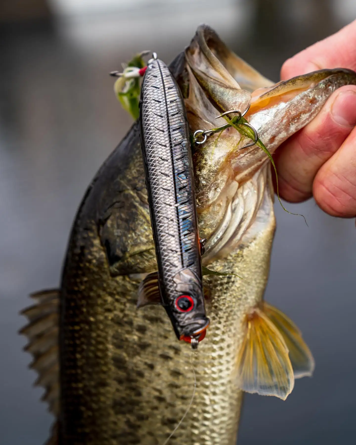 Japón EG Evergreen Water Tyrant Lápiz Onda Señuelo para gatear Soplos de ducha Shorty16.3g - imagen 2