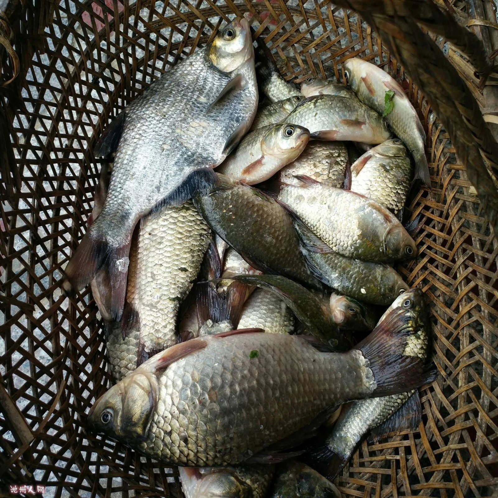 Atrayente de pesca de agua dulce, cebo de hierba de carpa de cruciano, atrayente, comida de anidación, cebo de pescado atrayente - imagen 2