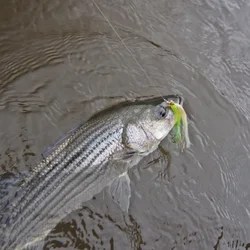 Wifreo Bucktail Clouser Minnow – Streamer para pesca de trucha