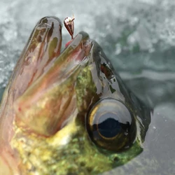 Jigs de hielo Elite TG cobre dorado – Anzuelos Hayabusa para perca