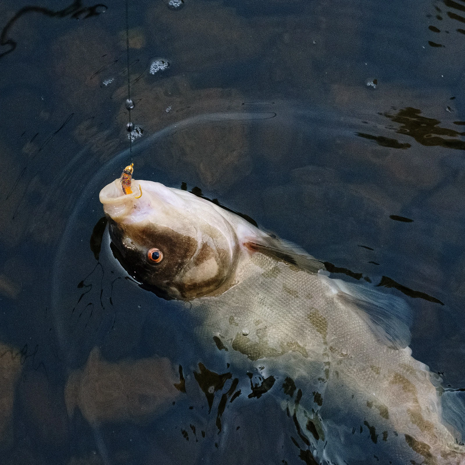 Señuelo de pesca Goture, 5 uds., insectos moscos, cabeza de cobre de seda de hielo de cinco colores, cebo Artificial, anzuelo para el pelo, trucha, lubina, Señuelos de pesca con mosca seca - imagen 4