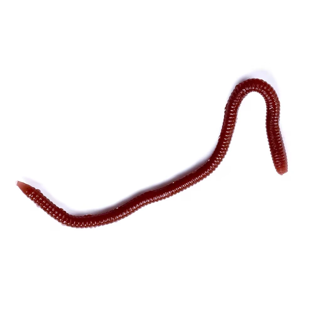 Señuelos blandos depredadores para pesca en el mar, 8cm, silicona, lombriz, Wobbler, cebos falsos, carpa, trucha, pesca de lubina, 1 bolsa/50 Uds. - imagen 4