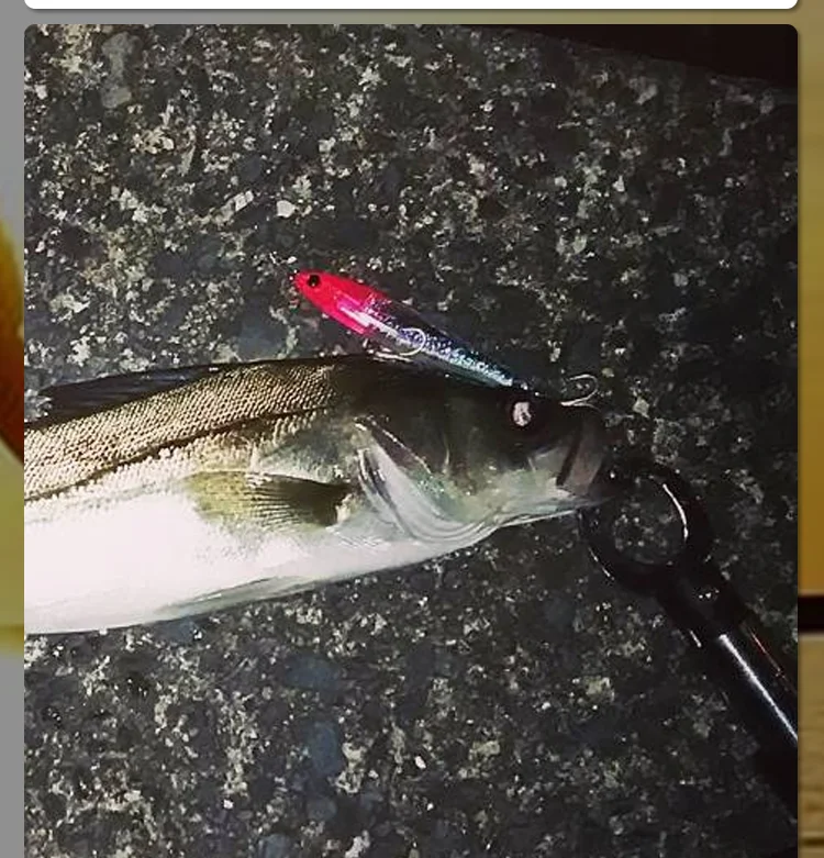 Un pez recién captado con un señuelo de pesca roja y negra adjunta