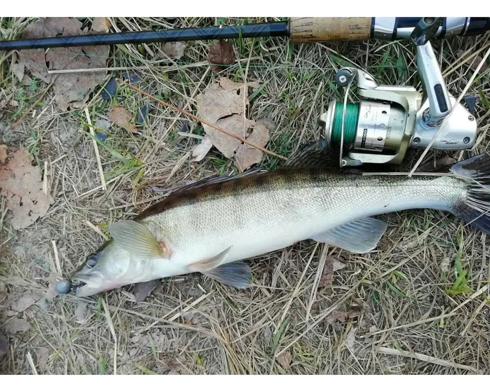Un pescado recién atrapado se encuentra en el suelo junto al equipo de pesca