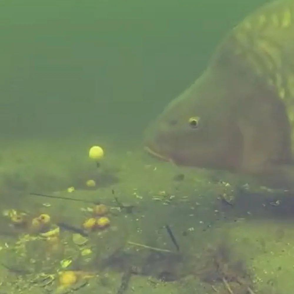 Hirisi-Boilies emergentes para pesca de carpa, 12 Uds., cuentas flotantes de 4 colores (12mm) para aparejo de pelo, accesorios para aparejos de cebo de carpa Artificial - imagen 5