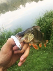 ESFISHING Enjoy Shad – Señuelo blando para lubina y lucio