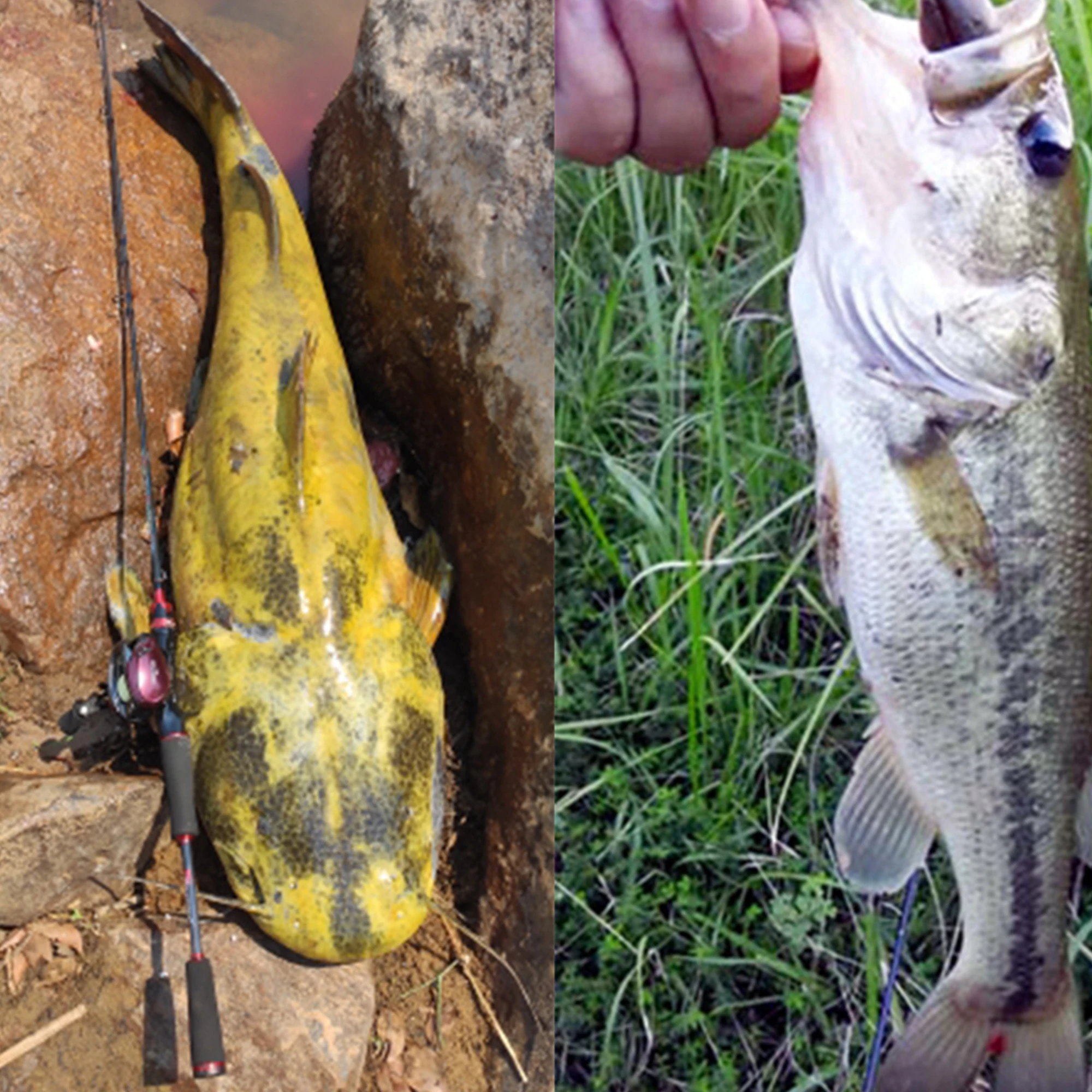 FELENHAI-cañas de pescar con señuelo Fuji, fundición giratoria, 1,68/1,8/2,1/2,4/2,7/3,0/3,15m, 30T, carbono, 3-70g, Baitcasting, viaje, caña de lubina - imagen 3