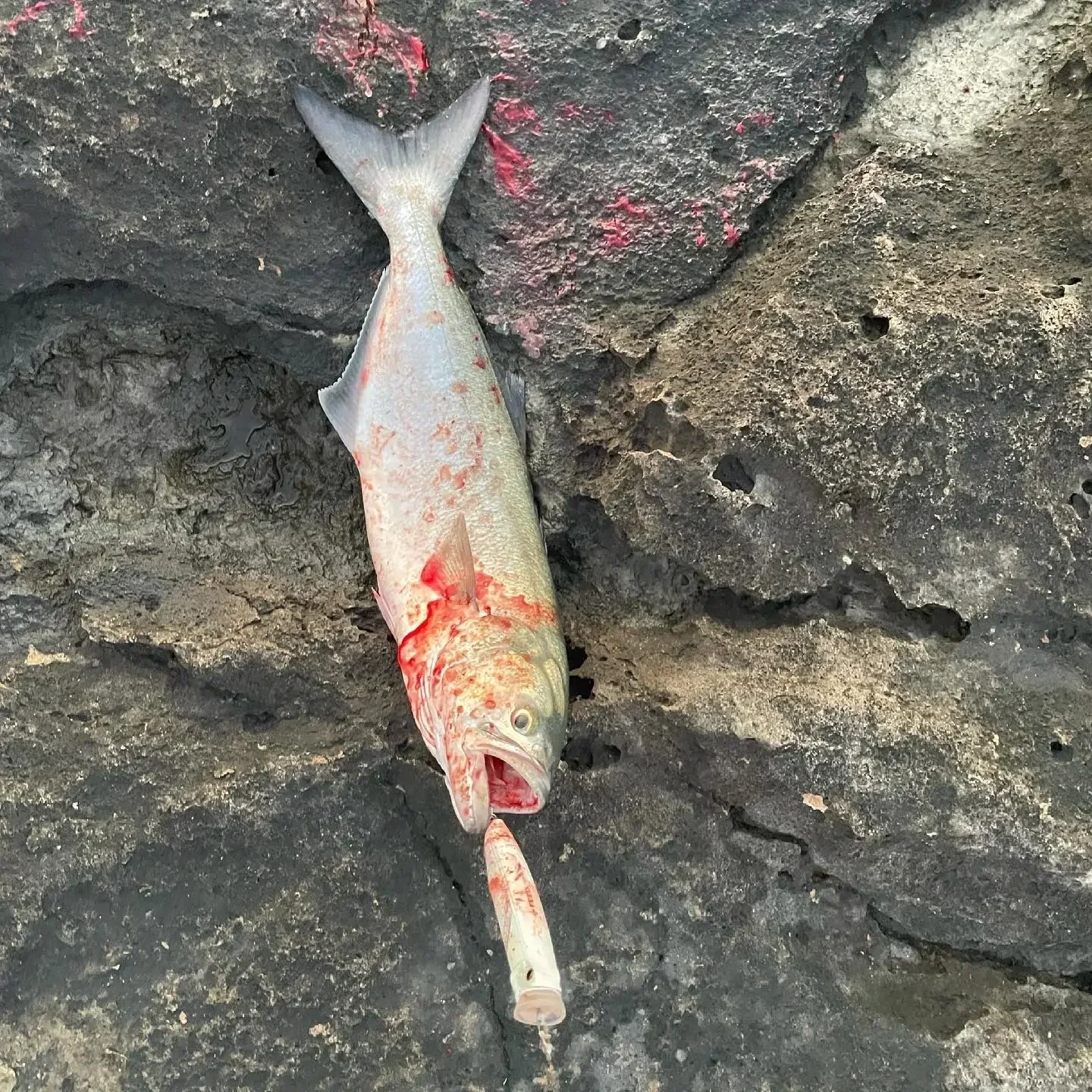 Señuelo de Pesca de Mar Popper, 120mm, 30g, cebos duros flotantes en forma de Z, Pace a través de la construcción de alambre, aparejos de juego grande, casa de alimentación Popper - imagen 5