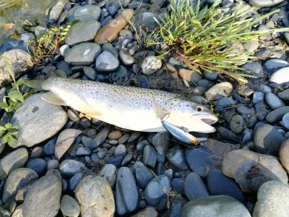 Countbass-Señuelos Wobblers para pesca, cebo de pesca de trucha de peso fijo, 40mm/1,6 "50mm/2", Crankbait - imagen 4