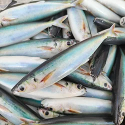 Swolfy Vinilos 14 cm Estilo Macarela – Señuelos para Pesca en Barco