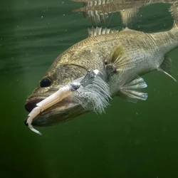 Z-Man CHATTERSHAD-cebo suave de cola festoneada de varias secciones, pesca en raíces, pesca salvaje, lubina, cabeza de pez mandarín, cebo para la boca