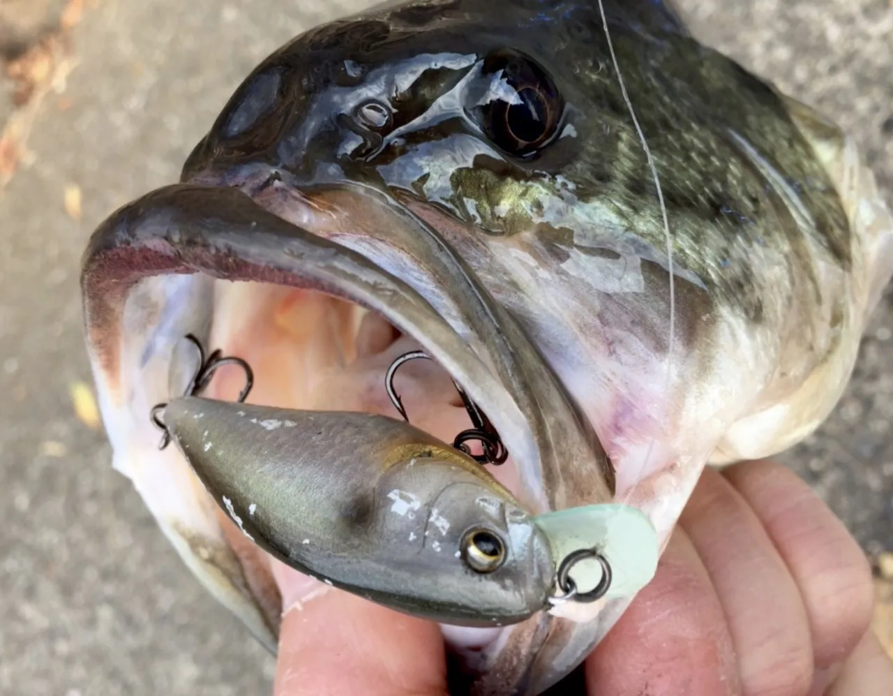 Cebo duro japonés Imakatsu Imae Clone Gekiasa Shad Ultra poco profundo arenque roca grasa señuelo - imagen 5