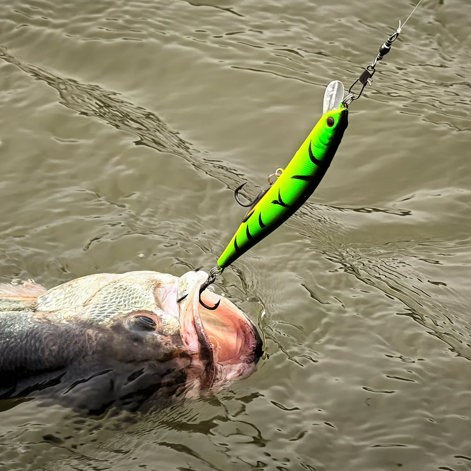 Free Fisher Kit señuelos lubina Crankbait y Poppers - imagen 2
