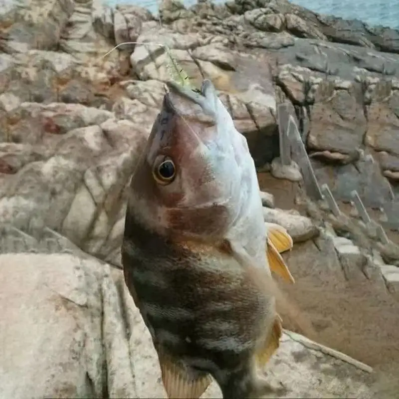 Señuelo vinilo camarón lubina – Gancho curvo 4cm - imagen 2