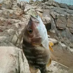 Cebo de vinilo para lubina con anzuelo curvado tipo camarón