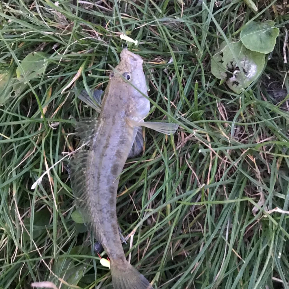 Mini señuelo suave 100 unids/lote señuelo de pesca wobbler 10mm 7 colores fácil brillo gusano pesca de carpa cebo de silicona Isca Artificial - imagen 5