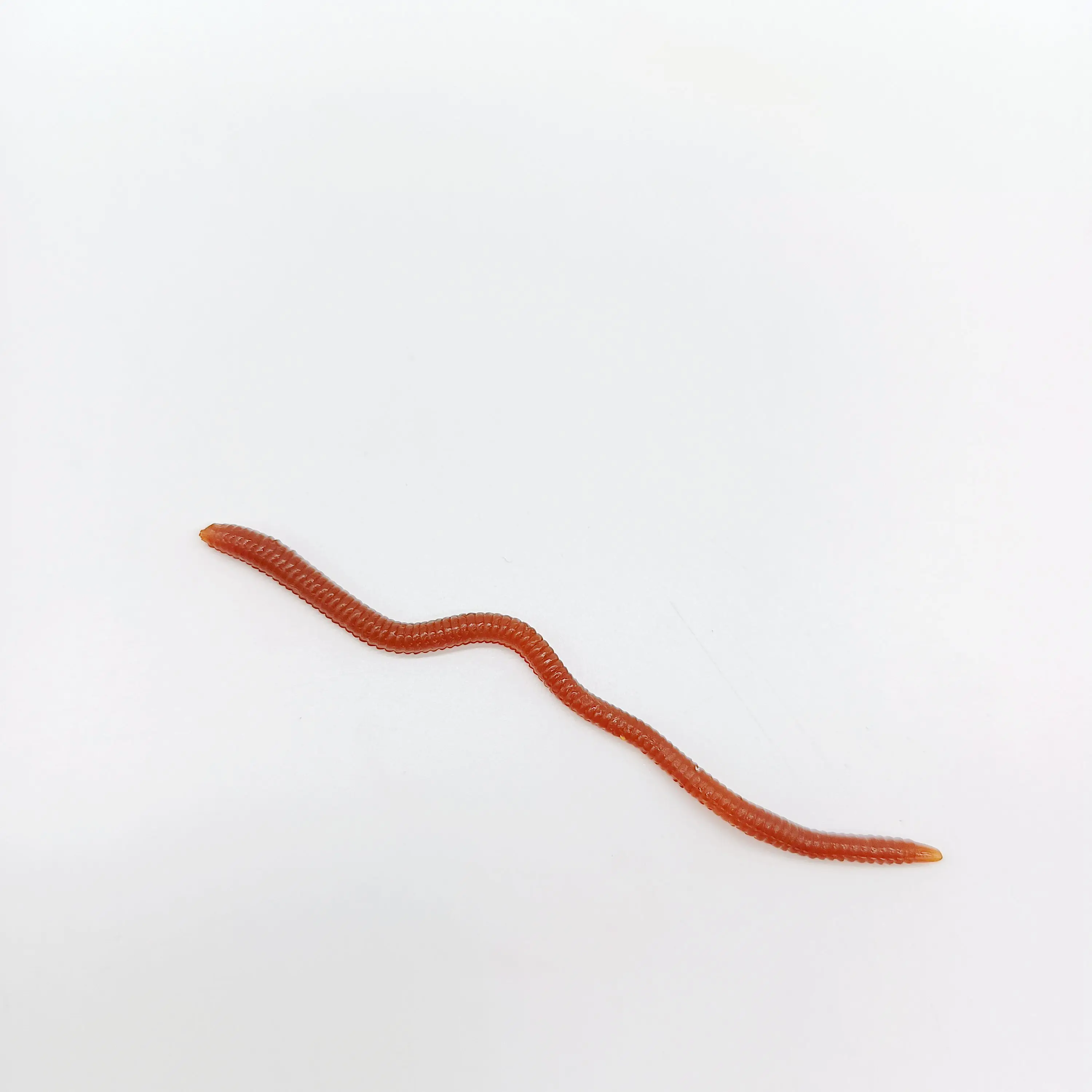 DUODUOYU-10 piezas de simulación de gusano de tierra, gusanos de pesca artificiales, señuelos con olor a pescado, cebo blando de 8cm/0,4g, aparejos de pesca - imagen 4