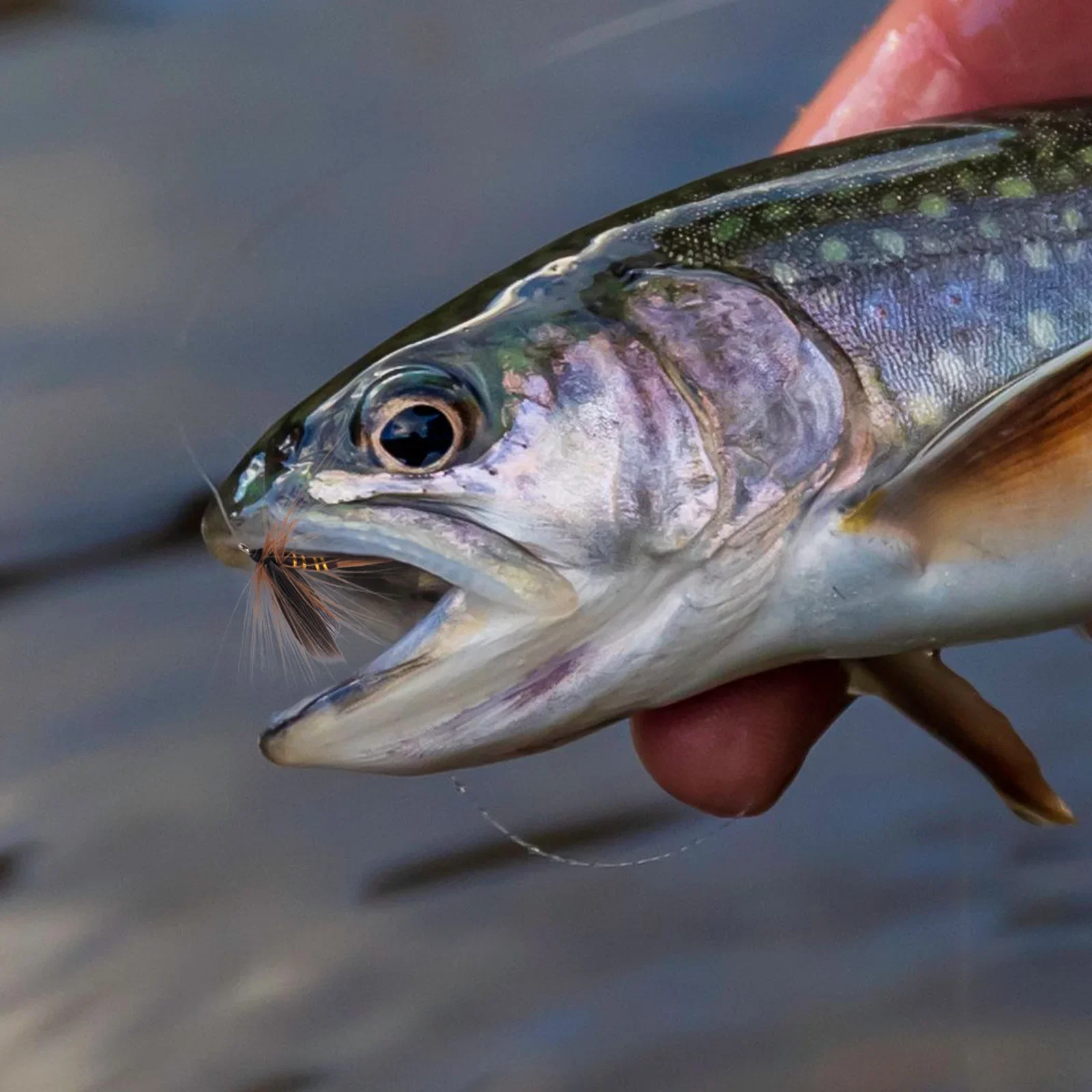 Goture Adams Dry Fly – Moscas secas imitación Mayfly y Caddisfly - imagen 3