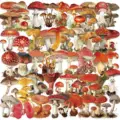 50PCS