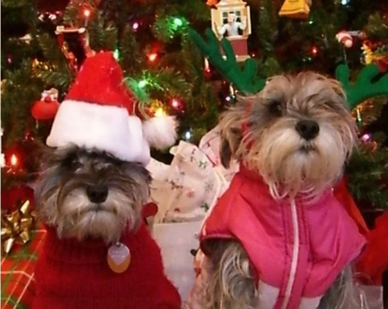 Mascota con gorro navideño