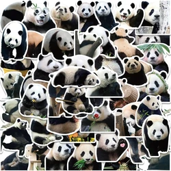 Pegatinas grafiti panda impermeables para bricolaje - móvil y portátil