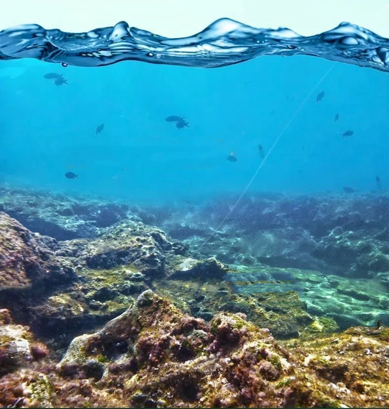 Explore el mundo submarino vibrante con aguas claras y diversa vida marina